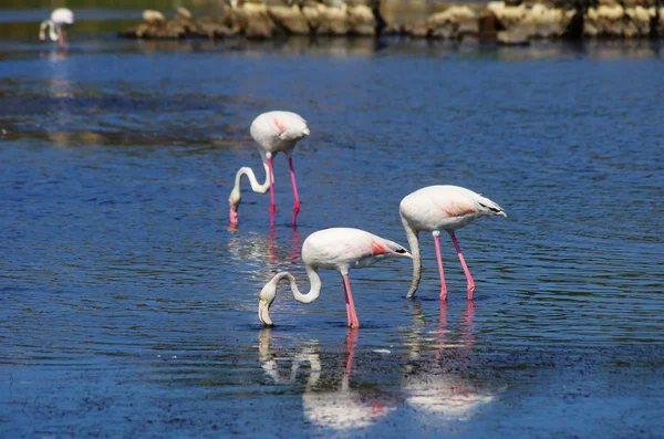 Flamingos auf Sardinien — Stockfoto