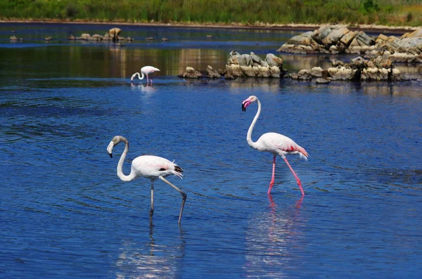 Flamingos auf Sardinien — Stockfoto