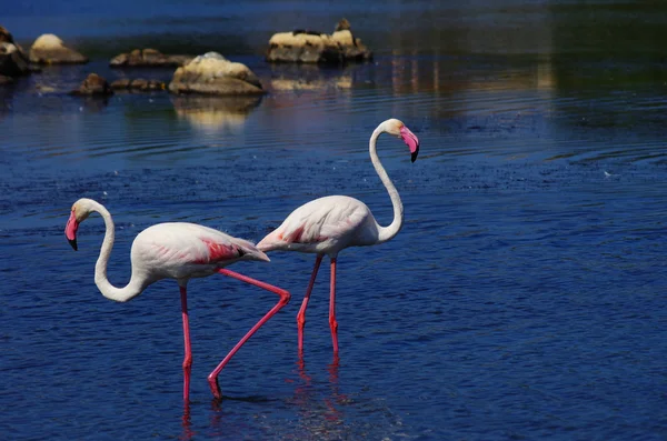 Flamingos auf Sardinien — Stockfoto