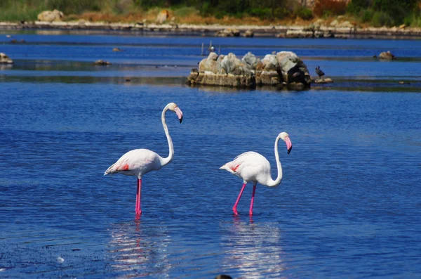 Sardunya 'daki flamingolar