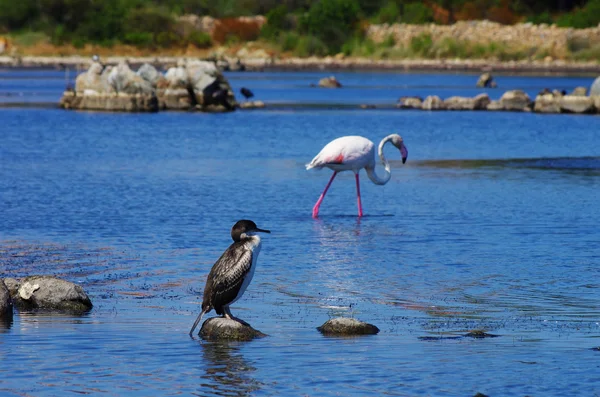 Flamingos in Sardinia — Stock Photo, Image