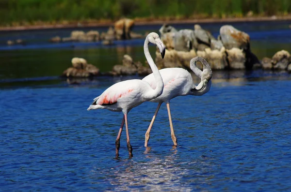 Flamingos auf Sardinien — Stockfoto