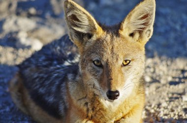 Afrika'nın vahşi hayvanlar: çakal