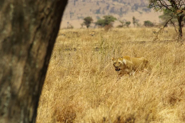 Animali selvatici dell'Africa: leoni — Foto Stock