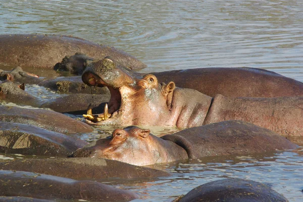 非洲的野生动物︰ 河马 — 图库照片
