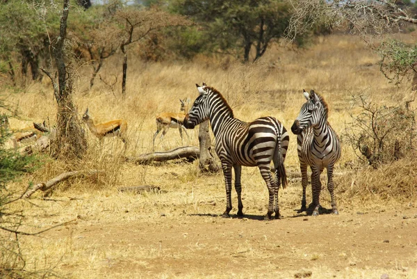 Animali selvatici dell'Africa: zebre — Foto Stock