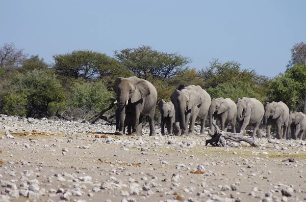 Wild animals of Africa: group of Elephants — Stock Photo, Image