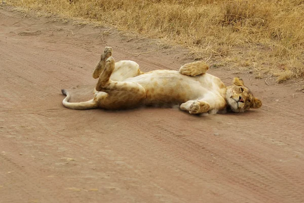 Afrika'nın vahşi hayvanlar: aslanlar — Stok fotoğraf