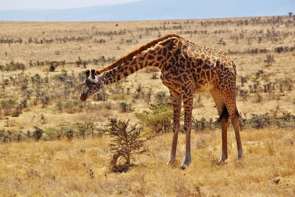 Volně žijící zvířata z Afriky: žirafy — Stock fotografie