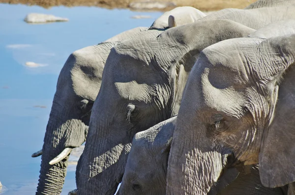 Wild animals of Africa: group of Elephants