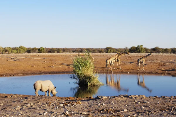 Animales salvajes de África: Jirafas —  Fotos de Stock