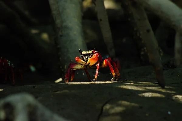 Liten röd krabba gömmer sig — Stockfoto