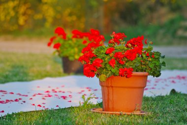 Çiçekli Düğün yolu.