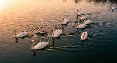 Gün batımında sakin bir gölde yüzen kuğuların güzel bir sahnesi, sıcak bir ışık suya yansıyor..