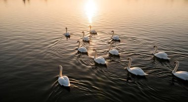 Bir grup beyaz kuğunun sakin sularda yüzdüğü sakin bir sahne. Güzel bir gündoğumu sırasında, yumuşak sis ve altın ışıkla..