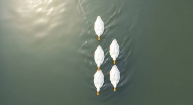 Beş beyaz kuğunun sakin bir su kütlesinin üzerinde süzülerek güzel bir şablon oluşturması..