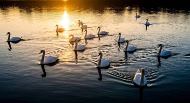Gölde yüzen kuğuların sakin bir sahnesi batan güneşin altın ışığını yansıtıyor. Kuşlar barışçıl bir ortam yaratıyor..