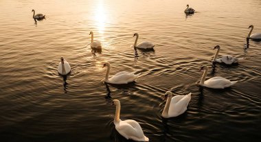 Gölde süzülen kuğuların sakin bir sahnesi batan güneşin sıcacık parıltısıyla yıkanmış, huzurlu ve resimsel bir an yaratıyor..