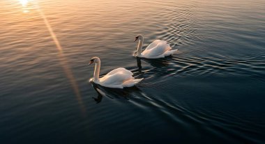Sakin bir gölde yüzen iki beyaz kuğunun büyüleyici görüntüsü batan güneşin sıcak parıltısıyla aydınlanarak huzurlu ve resimsel bir sahne yaratıyor..