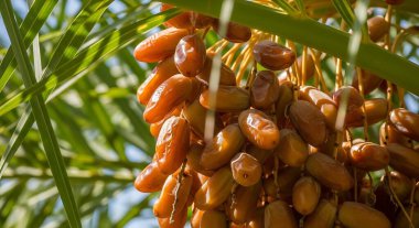 Hurma ağacından sarkan ve sıcak bir güneş ışığıyla yıkanan, olgun, kahverengi renkli hurma kümelerinin canlı bir görüntüsü. Yeşil yapraklar lezzetli meyveyi çerçeveletip doğal güzelliğini ve hasat için hazır olduğunu vurguluyor..