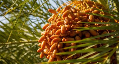Arka planda palmiye yaprakları olan, renklerini ve dokularını sergileyen, bir grup hurmanın detaylı bir görüntüsü..