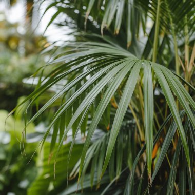Yeşil tropik yaprak arkaplanını kapat