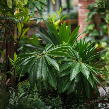 Bahçedeki yeşil yapraklar