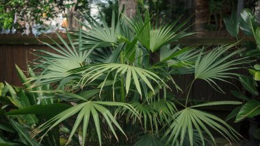 Tropikal yapraklar, palmiye yaprakları, yeşillik, doğa