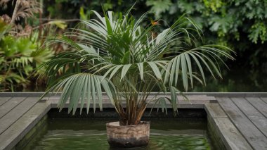 Güzel botanik fotoğrafı, doğal duvar kağıdı.