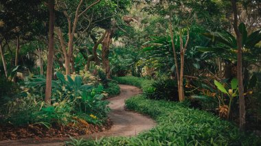 Ormandaki yeşil ağaçların arasında yol