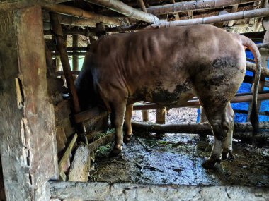 Çiftlikteki eski ev.