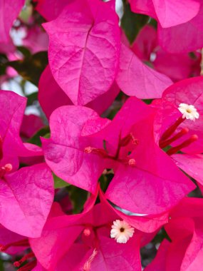 Bahçedeki güzel çiçekler