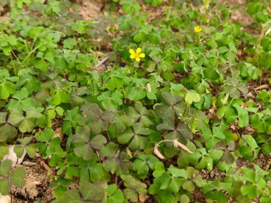Bahçede yeşil yapraklar, bitki örtüsü