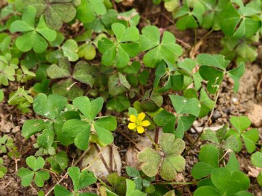 Bahçede yeşil yapraklar