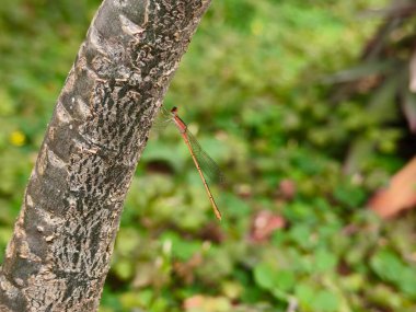Yeşil yapraklı yusufçuk.