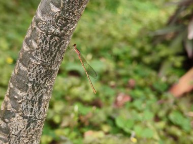 Ormandaki güzel kırmızı yusufçuk