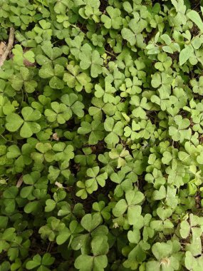 Bahçede yeşil yapraklar