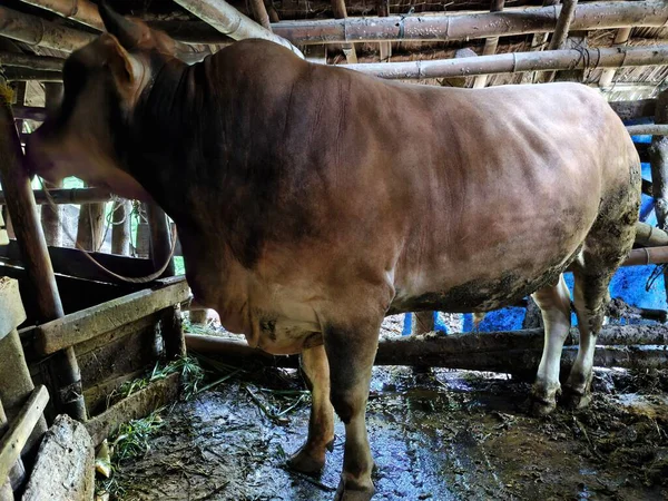 Güzel bir ineğin siyah beyaz fotoğrafı.