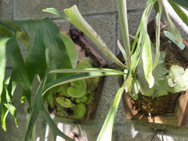 Çeşitli eğrelti otları ve eğrelti otları. Duvarda büyüyor. Görkemli, doğal ve egzotik bahçe görüntüsü.