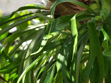 Staghorn eğreltiotu yaprakları. Ağacın üzerinde epifitik olarak büyüyor. Doğal güneş ışığında canlı yeşil yapraklar..