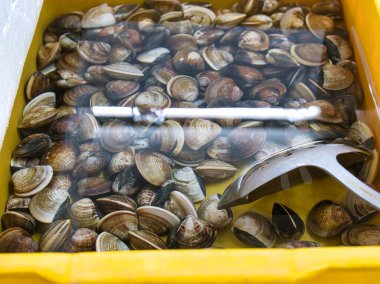 Suyla dolu canlı sarı bir kapta taze istiridyeler. Pazarda satılmaya hazır. Deniz ürünleri, sağlıklı beslenme, protein kaynağı..