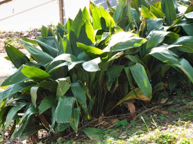 Canlı yeşil bir dökme demir fabrikası (Aspidistra elatior) doğal ışık altında hareket eder ve bazı yapraklar küçük hasara neden olur. Yeşillik, gölgeye dayanıklı, süs bitkisi..