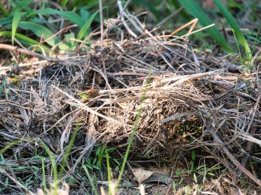Yerde kurumuş kahverengi yapraklar ve dallar ve yeşil çimenler var. Doğanın çürümesi, orman zemini, sonbahar kalıntıları..
