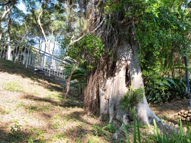 Çimenli bir tepeye çıkan modern metal bir merdivenin yanında havadan kökleri ve kalın gövdesi olan büyük bir banyan ağacı. Doğa, Şehir Parkı, Yeşil Ortam.