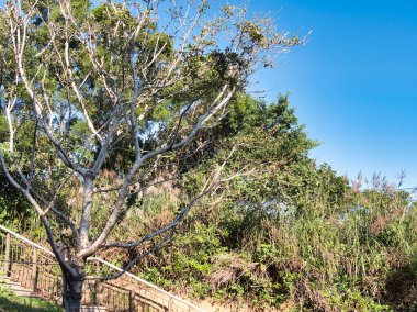 Yazın orman yolu. Doğa, Huzur, Büyüme.