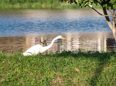 Beyaz Akbalıkçıl kuşu, yemyeşil çimlerin üzerinde parıldayan mavi gölün yanında duruyor. Vahşi yaşamı koruma, doğal yaşam alanı, kuş izleme..