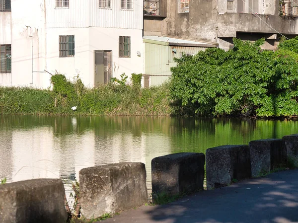 Önünde beton bloklar olan bir şehir göleti, etrafındaki binaları yansıtıyor, yemyeşil ağaçlar, ve sudaki bir balıkçıl. Şehir Doğası, Huzur Sahnesi, Vahşi Yaşam