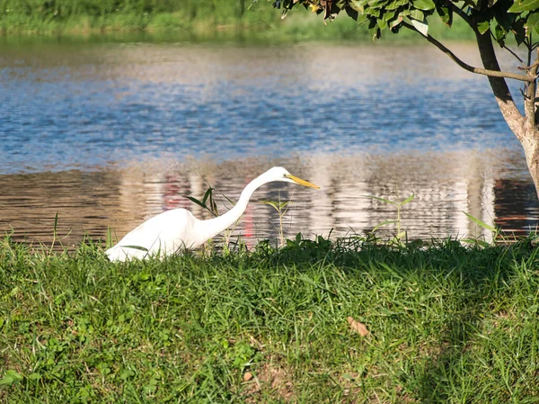 Beyaz Akbalıkçıl kuşu, yemyeşil çimlerin üzerinde parıldayan mavi gölün yanında duruyor. Vahşi yaşamı koruma, doğal yaşam alanı, kuş izleme..