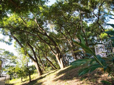 Berrak bir ormanda güneşli bir günde doğal bir gölgelik oluşturan gür yeşil ağaçlar huzur ve sükuneti çağrıştırıyor..