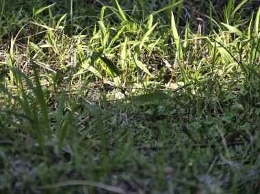 Açık havada yemyeşil çimenler ve kuru otlar, doğal güneş ışığıyla aydınlatılmış, büyümeyi ve doğanın güzelliğini simgeliyor..